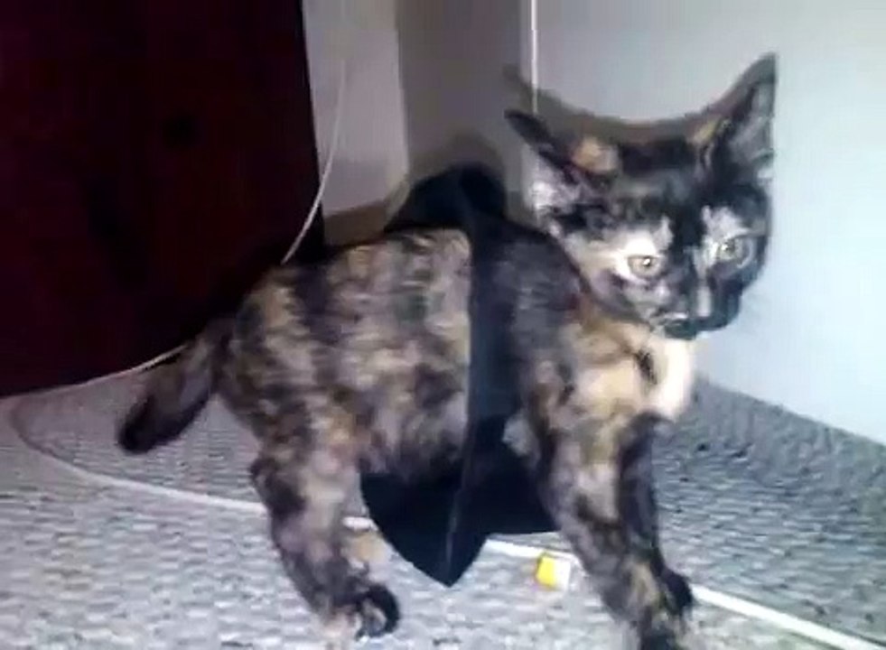 Kitten gets stuck in hat
