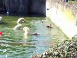Tres osos polares atacan a una mujer