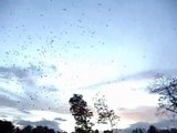 Thousands of Birds Swarm