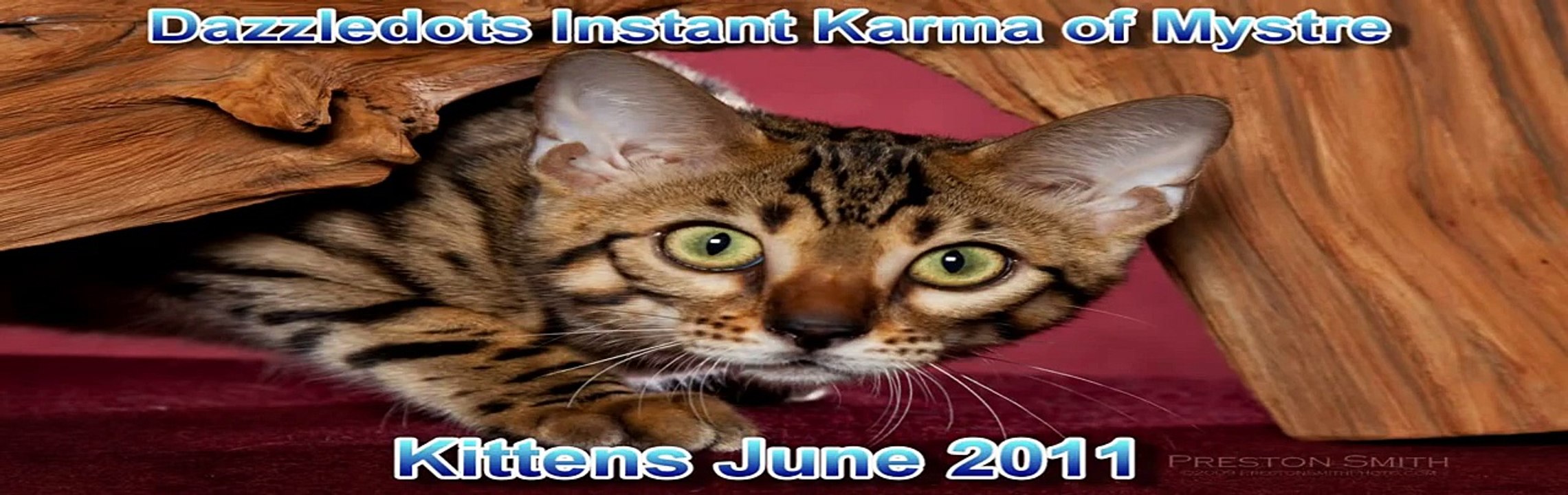Karmy_Kittens_6_2011