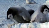 Piccoli pinguini che muovono i primi passi