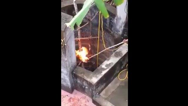 Un léopard sauvé d'un puits en Inde