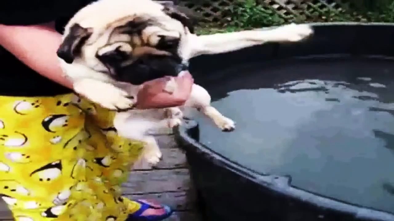 Recopilación de los mejores vídeos Perros HD chistosos-divertidos-graciosos 2014