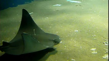 Cownose ray. Tokyo Sea Life Park.葛西臨海水族園。ウシバナトビエイ。
