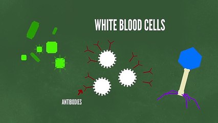 Why Do We Have Different Blood Types