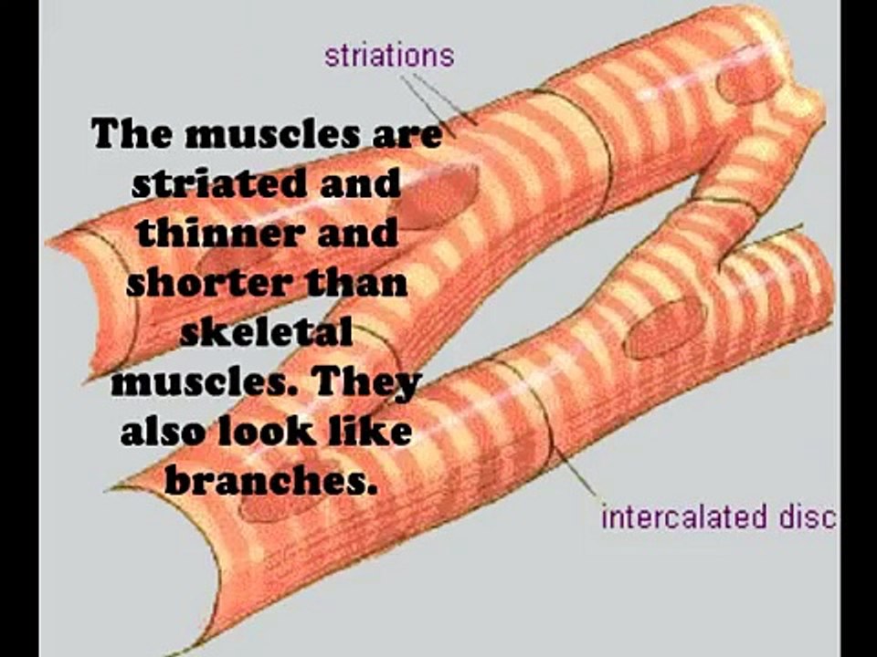 cardiac muscle