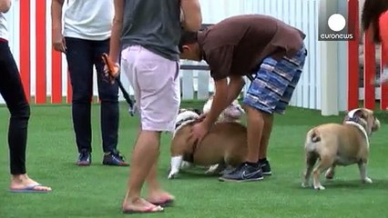 Dünya'nın en büyük kapalı köpek parkı Dubai'de açıldı