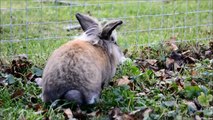 Kaninchen schlagen Haken