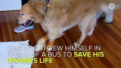 Hero Dog Throws Himself In Front Of A Bus To Save His Owner's Life