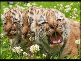 tigers tigers tigers