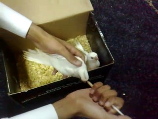 albino cockatiel baby  فروخ كروان البينو