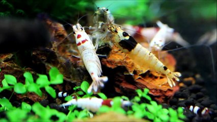 Taiwan Bee Shrimp Nano Aquarium