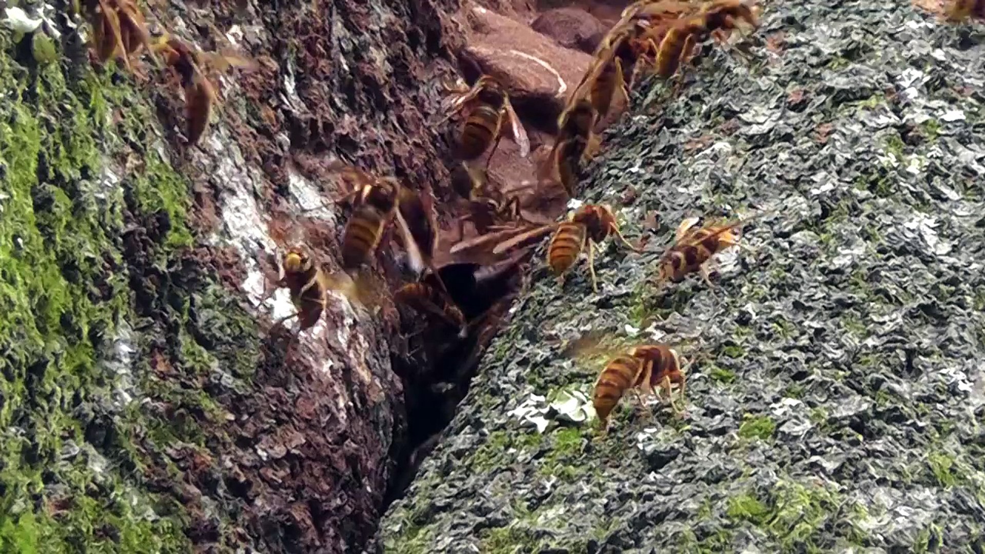 ⁣Japan suzumebachi hornet nest entrance 日本雀蜂スズメバチの巣の入り口 - Real Japan Monsters 日本のモンスター
