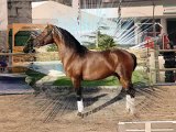 LUSITANO HORSES STUD FARM QUINTA  OLIVEIRA