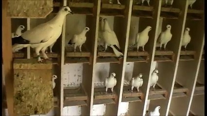 Echte Wiener Hochflieger -Jungtauben, Original Vienna Highflyers -young bird kit