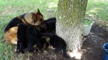 German Shepherd Puppies 2014 Litter - Von der Otto German Shepherds