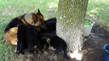 German Shepherd Puppies 2014 Litter - Von der Otto German Shepherds