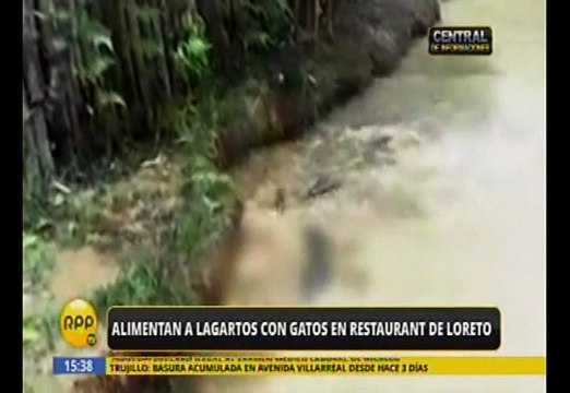 Loreto: Restaurante alimenta su criadero de cocodrilos con gatos vivos