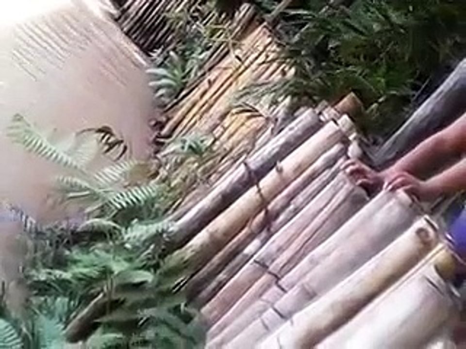 YouTube: Gato fue lanzado a los caimanes en Loreto