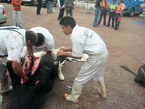 Toros en el Festival Cervantino de Guanajuato. México, 24 de octubre 2009