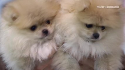 The Mission to Resurrect the Woolly Mammoth