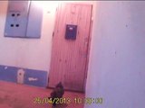 un chat qui sonne à la porte de son maitre