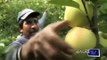 Ofertan trabajo a mexicanos en Canadá - Programa de Trabajadores Agrícolas Temporales