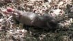 Baby Cottontail - Arizona Cottontail Rabbit Baby