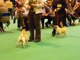 Pugs at Crufts 2008