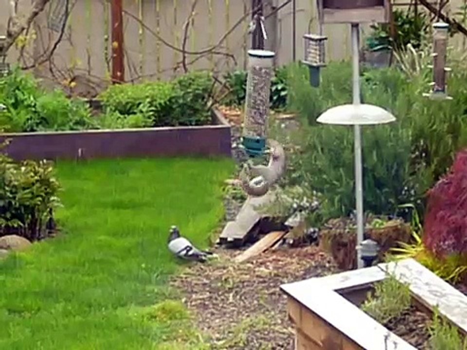 The Launched Squirrel (Spinning)