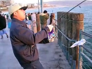 Fishing mackerel