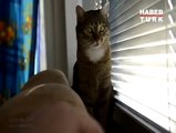 Sıkılan Kedi Ne Yapacağını Şaşırmış.