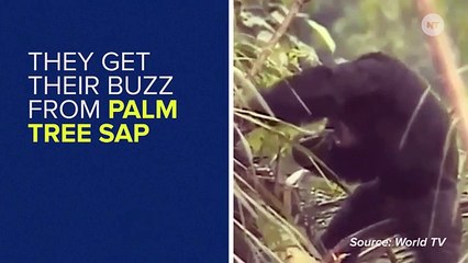 Apparently Chimps Enjoy Drinking As Much As We Do