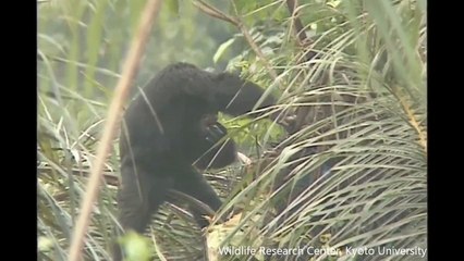 A los chimpancés les gusta el alcohol