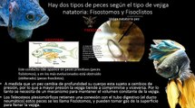 GENTE BETTA MEXICO OFICIAL-¿Como tratar la Vejiga Natatoria? Peces fisóstomos y fisoclistos