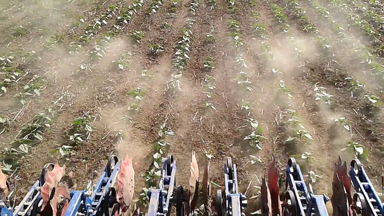 Binage de tournesol, 29/05/15