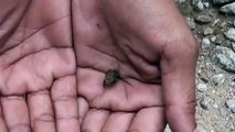 Самая маленькая лягушка в мире