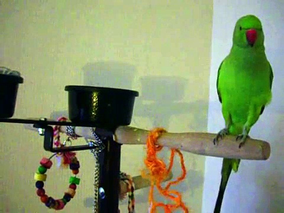 Perruche à collier qui parle