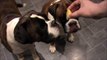 Boxer dogs Archie and Alfie eating lemons !