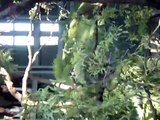Australia - Sydney Zoo - Koala