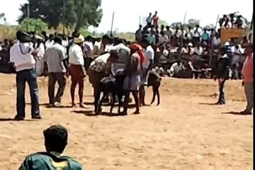 sheep fight in madurai!