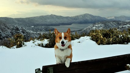 (4K Resolution Photo) February 2010 Goro@Welsh corgi [4096 x 2304]