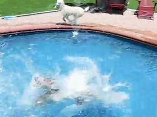 Standard Poodles Go Swimming
