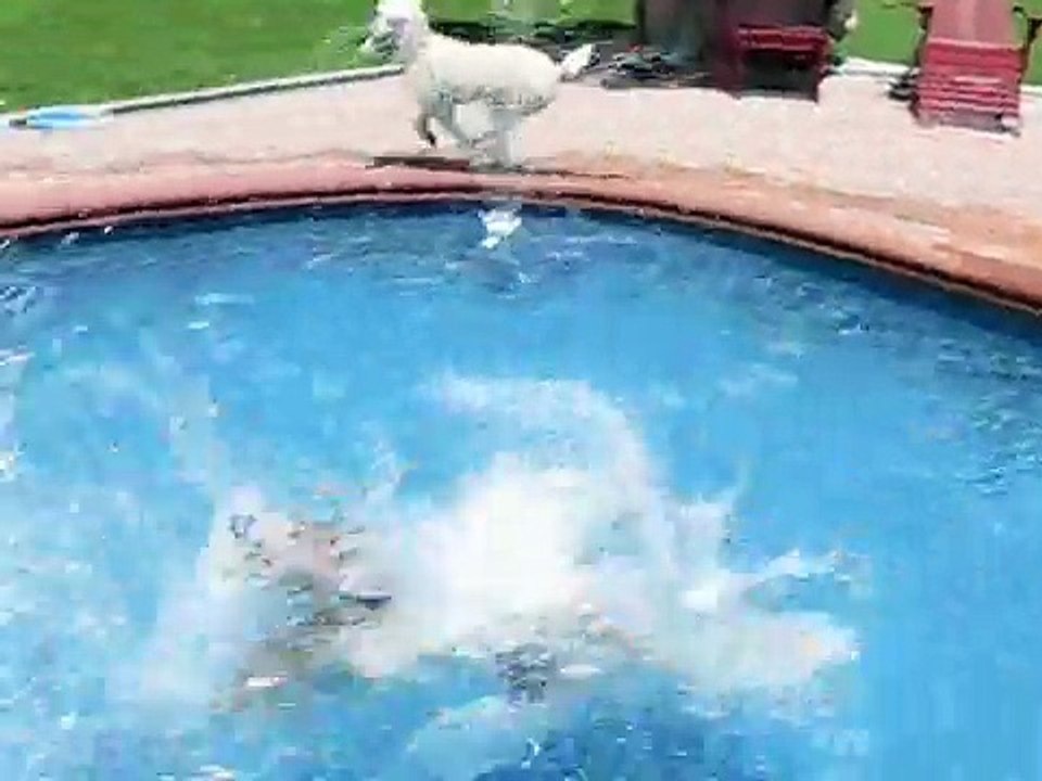 Standard Poodles Go Swimming