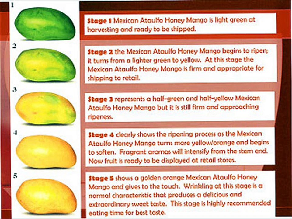 Mango General Information