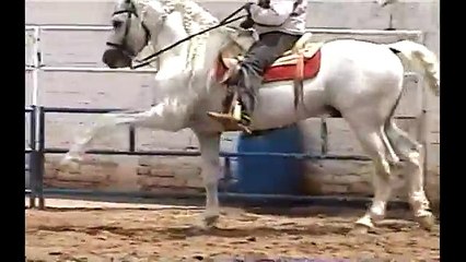 caballos bailadores leon guanajuato