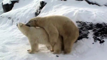 Polar Bears Doing It !