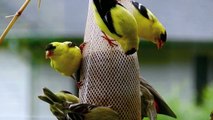 American Goldfinch - (HD) Bird Feeder Gets it GOOD - Puget Sound