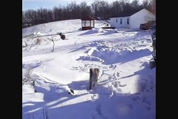 Funny Dogs Sharpei / Husky vs. Great Dane