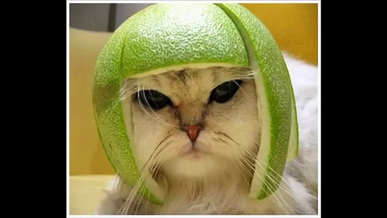 Funny cat quotes 2013